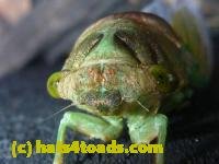 /home//u458753944/public_html/sourcegallery//////////Insects and small critters/aphids cicadas lanternflies and true bugs (Hemiptera)/P1080334.JPG